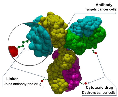 Ambrx Biopharma